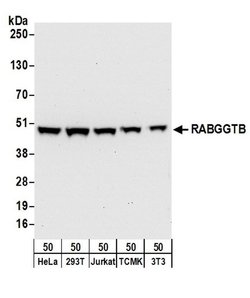 RABGGTB Rabbit anti-Human, Mouse, Polyclonal, Bethyl Laboratories 100 &mu;L;