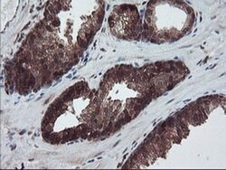 RABL2A Monoclonal Antibody (OTI4A3), TrueMAB , OriGene 100 &mu;L; Unconjugated:Antibodies,