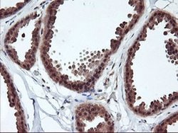 RABL2A Monoclonal Antibody (OTI5A10), TrueMAB , OriGene 30 &mu;L; Unconjugated:Antibodies,
