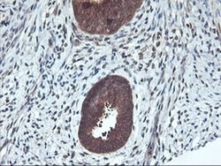 RABL2A Monoclonal Antibody (OTI5A10), TrueMAB , OriGene:Antibodies:Primary