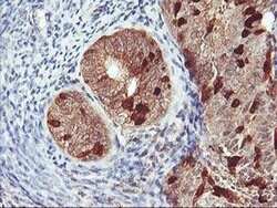 RABL2A Monoclonal Antibody (OTI5A10), TrueMAB , OriGene:Antibodies:Primary