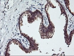 RABL2A Monoclonal Antibody (OTI5A10), TrueMAB , OriGene 30 &mu;L; Unconjugated:Antibodies,