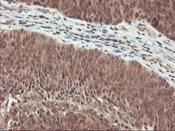 RABL2A Monoclonal Antibody (OTI5A10), TrueMAB , OriGene 30 &mu;L; Unconjugated:Antibodies,