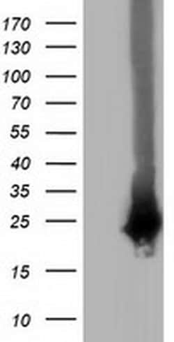 RABL2A Monoclonal Antibody (OTI4A8), TrueMAB , OriGene 30 &mu;L; Unconjugated:Antibodies,