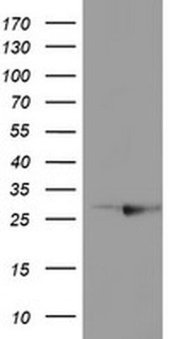 RABL2A Monoclonal Antibody (OTI4A3), TrueMAB , OriGene 100 &mu;L; Unconjugated:Antibodies,