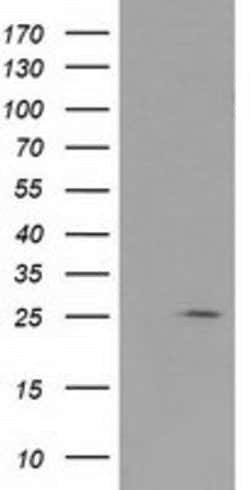 RABL2A Mouse anti-Human, Clone: OTI1A12, lyophilized, TrueMAB 100 &mu;g;