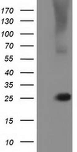 RABL2A Monoclonal Antibody (OTI2G10), TrueMAB , OriGene 30 &mu;L; Unconjugated:Antibodies,