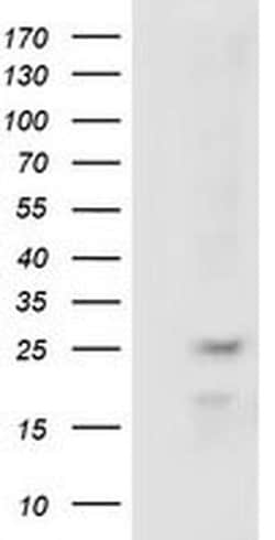 RABL2A Monoclonal Antibody (OTI5A10), TrueMAB , OriGene 30 &mu;L; Unconjugated:Antibodies,