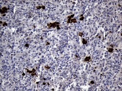 RACGAP1 Monoclonal Antibody (OTI4H8), TrueMAB , OriGene:Antibodies:Primary