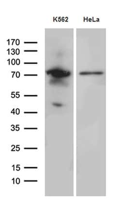 RACGAP1 Monoclonal Antibody (OTI4C5), TrueMAB , OriGene 100 &mu;L; Unconjugated:Antibodies,