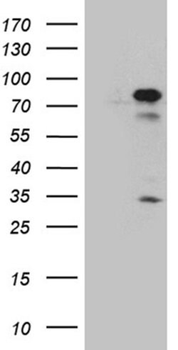 RACGAP1 Monoclonal Antibody (OTI4H8), TrueMAB , OriGene:Antibodies:Primary