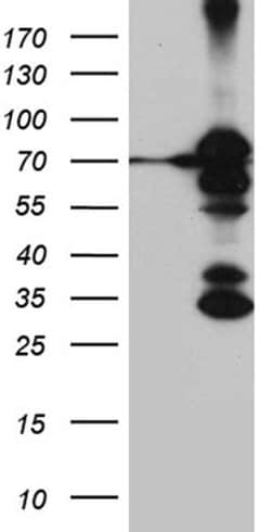 RACGAP1 Monoclonal Antibody (OTI1C10), TrueMAB , OriGene:Antibodies:Primary