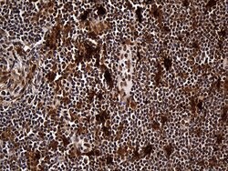 RAD21 Monoclonal Antibody (OTI6C10), TrueMAB , OriGene 100 &mu;L; Unconjugated:Antibodies,