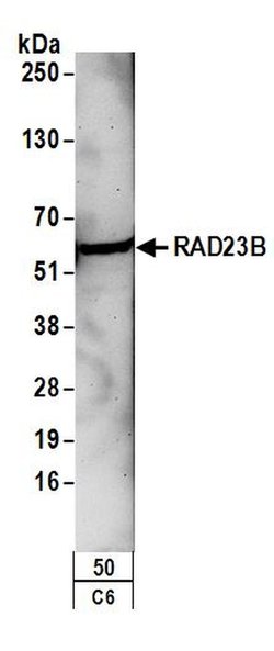 RAD23B Rabbit anti-Human, Mouse, Rat, Polyclonal, Bethyl Laboratories 100