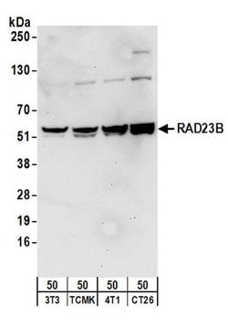 RAD23B Rabbit anti-Human, Mouse, Rat, Polyclonal, Bethyl Laboratories 100