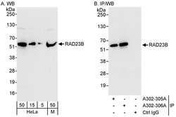 RAD23B Rabbit anti-Human, Mouse, Rat, Polyclonal, Bethyl Laboratories 100