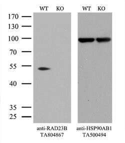 RAD23B Monoclonal Antibody (OTI7G10), TrueMAB , OriGene 100 &mu;L; Unconjugated:Antibodies,