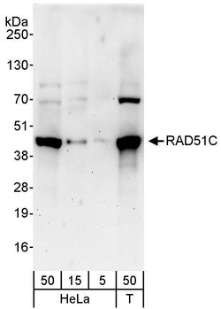 RAD51C Rabbit anti-Human, Polyclonal, Bethyl Laboratories 100 &mu;L; Unconjugated:Antibodies,
