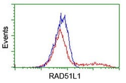 RAD51L1 Mouse anti-Human, Clone: OTI7H4, lyophilized, TrueMAB 100 &mu;g;