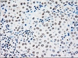 RAD9A Mouse anti-Human, Clone: OTI7B11, lyophilized, TrueMAB 100 &mu;g;
