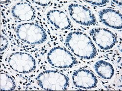 RAD9A Mouse anti-Human, Clone: OTI7B11, lyophilized, TrueMAB 100 &mu;g;