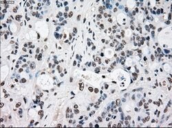 RAD9A Mouse anti-Human, Clone: OTI7B11, lyophilized, TrueMAB 100 &mu;g;