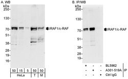 RAF1/c-RAF Rabbit anti-Human, Mouse, Polyclonal, Bethyl Laboratories 100