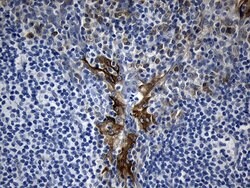 RAGE Mouse anti-Human, Mouse, Clone: OTI6C12, lyophilized, TrueMAB 100