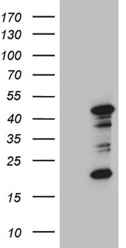 RAGE Mouse anti-Human, Clone: OTI7F4, lyophilized, TrueMAB 100 &mu;g; Unconjugated:Antibodies,