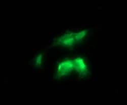 RALB Mouse anti-Canine, Human, Mouse, Rat, Clone: OTI2C4, liquid, TrueMAB