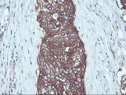 RALB Mouse anti-Canine, Human, Mouse, Rat, Clone: OTI2C4, liquid, TrueMAB