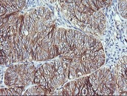 RALB Mouse anti-Canine, Human, Mouse, Rat, Clone: OTI2C4, lyophilized,