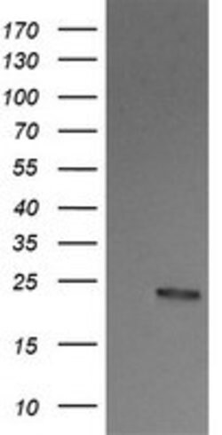RALB Mouse anti-Canine, Human, Mouse, Rat, Clone: OTI2C4, lyophilized,