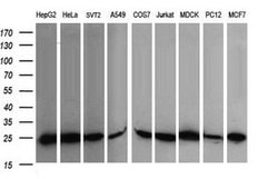 RALB Mouse anti-Canine, Human, Mouse, Rat, Clone: OTI2C4, lyophilized,