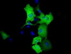 RALBP1 Monoclonal Antibody (OTI11C6), TrueMAB , OriGene 100 &mu;L; Unconjugated:Antibodies,