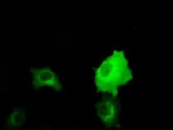 RALBP1 Monoclonal Antibody (OTI1E2), TrueMAB , OriGene 30 &mu;L; Unconjugated:Antibodies,