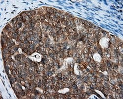 RALBP1 Monoclonal Antibody (OTI6E8), TrueMAB , OriGene 30 &mu;L; Unconjugated:Antibodies,