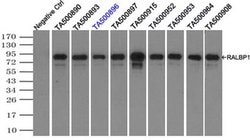 RALBP1 Mouse anti-Human, Clone: OTI1H9, liquid, TrueMAB 100 &mu;L; Unconjugated:Antibodies,