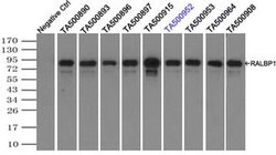 RALBP1 Monoclonal Antibody (OTI1E2), TrueMAB , OriGene 30 &mu;L; Unconjugated:Antibodies,