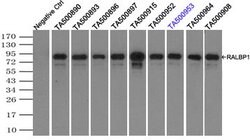RALBP1 Mouse anti-Human, Clone: OTI6E8, lyophilized, TrueMAB 100 &mu;g;