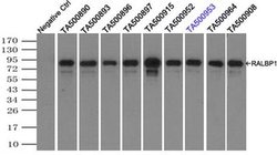 RALBP1 Monoclonal Antibody (OTI6E8), TrueMAB , OriGene 30 &mu;L; Unconjugated:Antibodies,