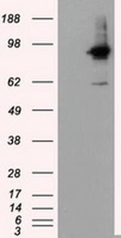 RALBP1 Mouse anti-Human, Clone: OTI1H9, liquid, TrueMAB 100 &mu;L; Unconjugated:Antibodies,