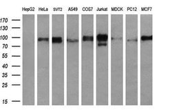 RALBP1 Mouse anti-Human, Clone: OTI1H9, liquid, TrueMAB 100 &mu;L; Unconjugated:Antibodies,