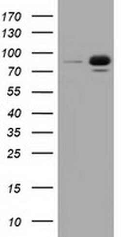 RALBP1 Monoclonal Antibody (OTI11C6), TrueMAB , OriGene 100 &mu;L; Unconjugated:Antibodies,