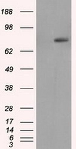 RALBP1 Monoclonal Antibody (OTI1E2), TrueMAB , OriGene 30 &mu;L; Unconjugated:Antibodies,
