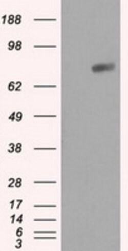 RALBP1 Mouse anti-Human, Clone: OTI6E8, lyophilized, TrueMAB 100 &mu;g;