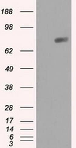 RALBP1 Monoclonal Antibody (OTI6E8), TrueMAB , OriGene 30 &mu;L; Unconjugated:Antibodies,