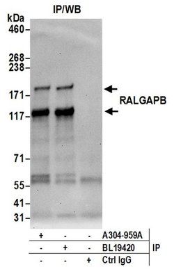 RALGAPB Rabbit anti-Human, Mouse, Polyclonal, Bethyl Laboratories 100 &mu;L;