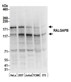 RALGAPB Rabbit anti-Human, Mouse, Polyclonal, Bethyl Laboratories 100 &mu;L;
