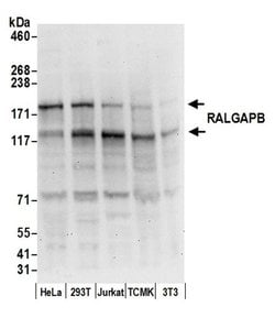 RALGAPB Polyclonal Antibody, Bethyl Laboratories 20 &mu;l; Unlabeled:Antibodies,
